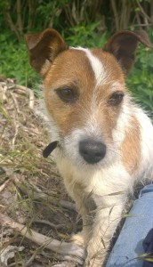Dora the Jack Russell Terrier